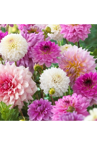 Mixed Dahlia Yıldız Çiçeği Soğanı Yumrusu 5 Adet