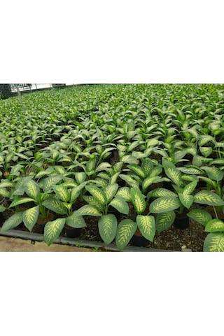 Difenbahya Tropik Snow