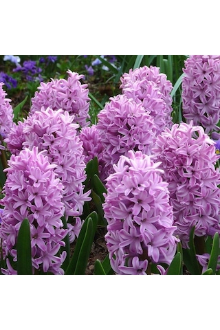 Hyacinthus Splendid Cornelia Sümbül Soğanı 3 Adet