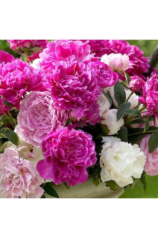 Karışık Şakayık Çiçeği Yumrusu Mix Peony 3 Adet