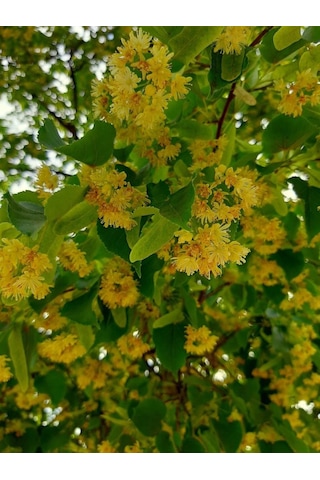 Ihlamur Fidanı 80-100 Cm Boyunda, Hoş Kokulu Ağaç Fidanı