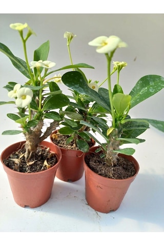 Euphorbia Milii Sarı Dikenler Tacı Çiçeği 8.5cm Saksıda