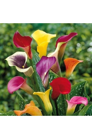 Camtohum Nadir Calla Lily Tohumu Ekim Seti 10 Tohum +Saksı+Toprak+^Hediye