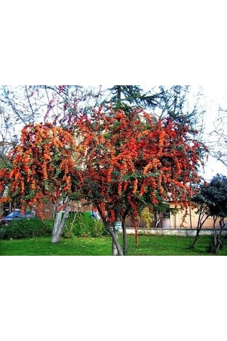 4 ADET Saksıda Ateş Dikeni (pyracantha) Fidanı (50-70 Cm)