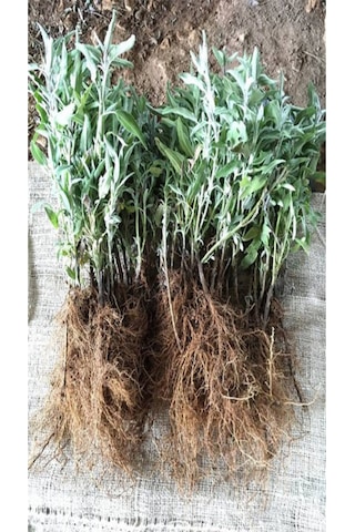 40 Ad. Açık Köklü Intermedia Lavanta Fidanı Fidesi