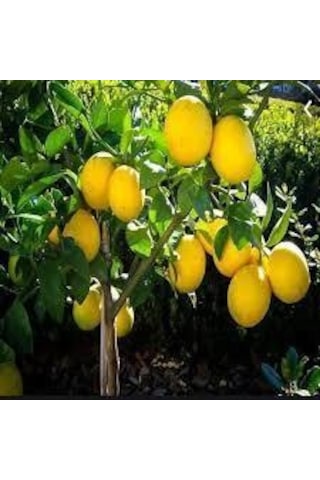 Tüplü Aşılı Mayer Limon Fidanı 2 Yaş 130-160 Cm