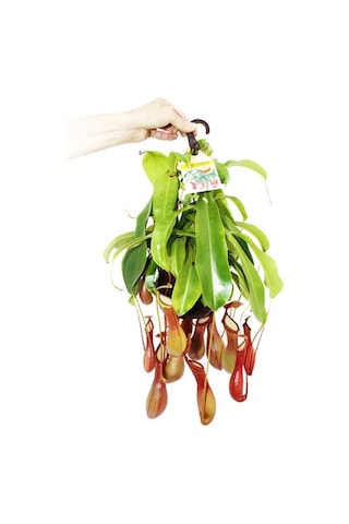 Venus Fly Trap + Nepentes Etobur Bitki Tohumu Etçil Sinek Kapan