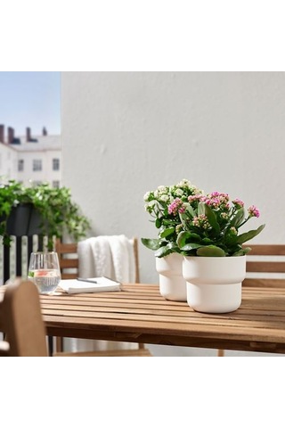 Ikea Kalanchoe Canlı Bitki, Çok Renkli, 10.5 Cm, Kalanchoe Calandiva