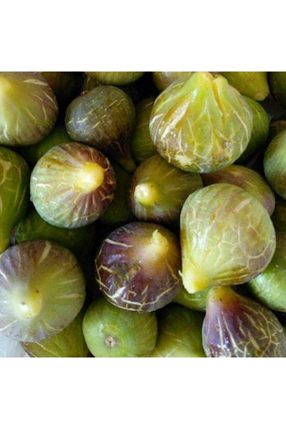 Tüplü Yöresel Jumbo Meyveli Karadeniz Patlıcan Inciri Fidanı