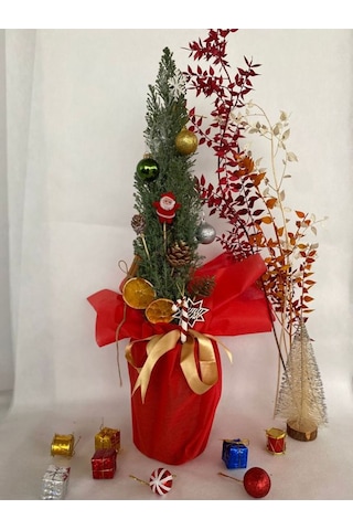 Elwoodi Yılbaşı Ağacı-yılbaşı Çamı 30-50cm Hediye Paketli Kozalak Ve Portakallar Dahil