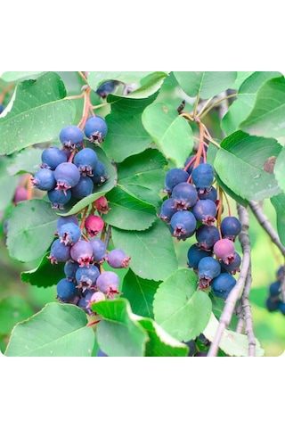Saskatoonberry Meyve Fidanı 1-2 Yaş Arası Saksılı 30-60 Cm Boy