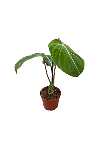 Philodendron Gloriosum Ø8,5 Cm 15-20 Cm