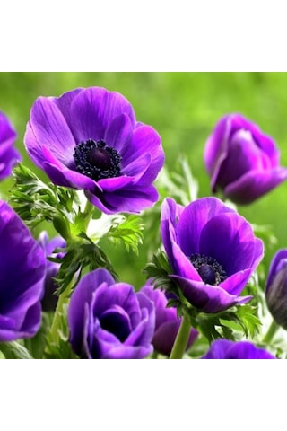 Pulsatilla Vulgaris Violet Dağ Lalesi Anemon Çiçeği Tohumu 5 Toh