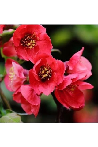 Japon Ayvası Bahar Dalı Fidanı Chaenomeles Japonica 30-50 Cm