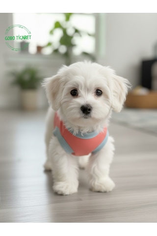 Gobo Yumuşacık Şeker Pembe Kedi Ve Köpek Kıyafeti Elbisesi Siyah Köpek Baskılı Tshirt - Xs, S, M, L Beden