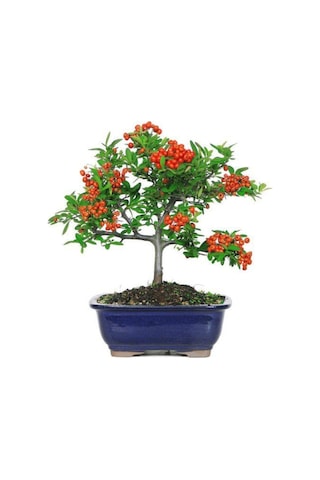 Bodur Bonsai Kızılcık Ağacı Tohumu 3 Adet Tohum