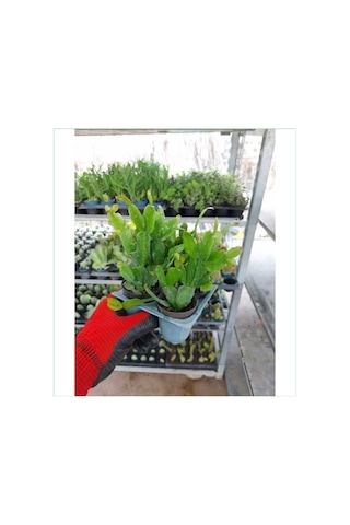 4 Adet Pembe Yılbaşı Çiçeği Bitkisi 15-30cm Saksılı Poinsettia