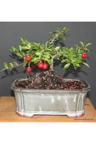 Bodur Kızılcık Bonzai Ağacı Tohumu 3 Tohum + Bonsai Tohumu