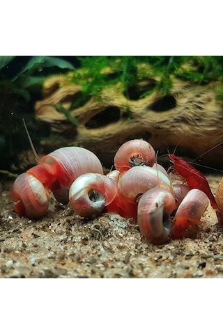 Ramshorn Salyangoz 5 Adet Karışık Renk