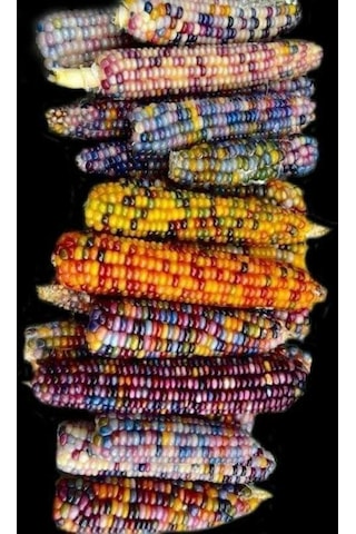 Renkli Mısır Tohumu 100 Adet