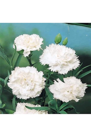Chabaud White Katmerli Karanfil Çiçeği Tohumu 70 Adet