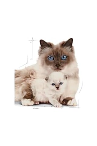Royal Canin Mother And Baby Cat Anne Ve Yavru Kedi Sı 4 Kg