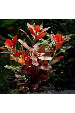 Repens Rubin Saksı Canlı Bitki Tr-p292