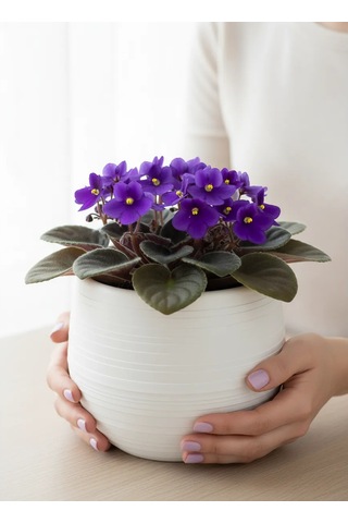 Saburg Çiçek Saksısı 3'lü Set, Otomatik Sulamalı 450 Ml 87136610