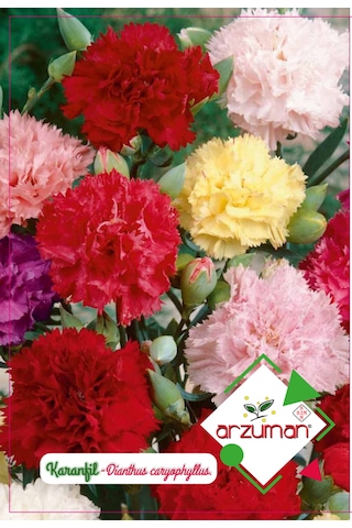 Arzuman Karanfil Tohumu 100 Adet