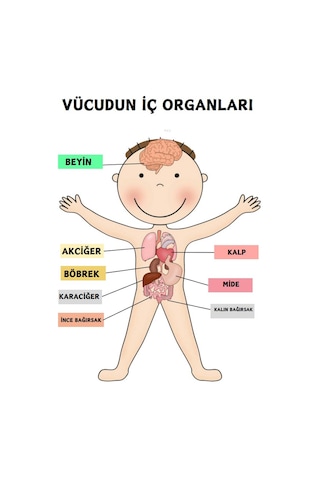 Okullar İçin Anatomi Yaz-sil Kitabı Herkes İçin