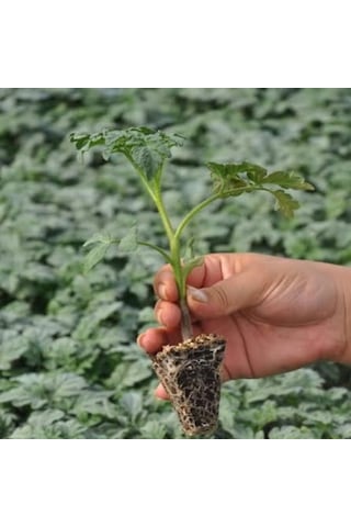 Salkım Bolveren Asil F1 Sırık Domates Fidesi 5 Adet