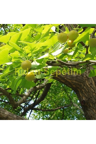 2 Yaş Ginkgo Biloba Mabet Ağacı Fidanı