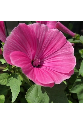Lavatera Trimestris Regis Pembe Pamuk Çiçeği Tohumu 50 Tohum
