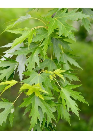 Göz Alıcı Sonbahar Renkleri İçin Şeker Akçaağaç Fidanı 2 Yaş