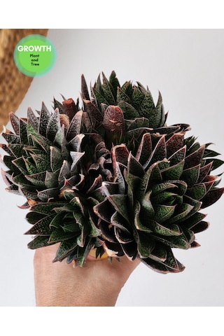 Gasteria Flow Group 1 Adet