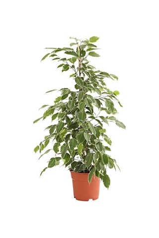 Alacalı Benjamin - Ficus Benjamina Starlight 60-80 cm