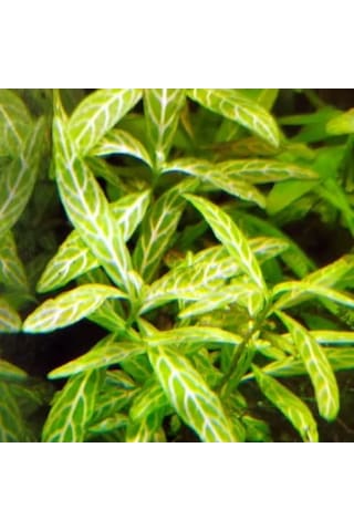 Kolay Akvaryum Zemin Bitkisi - Canlı Hygrophila Polysperma Rosanervig