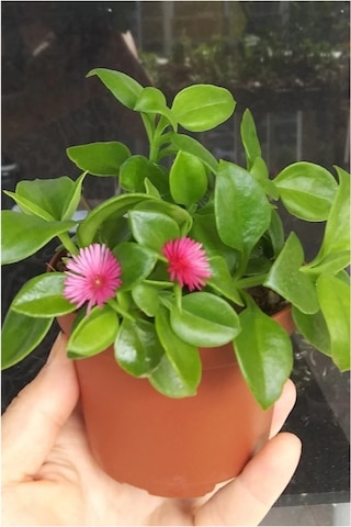 Buz Çiçeği Fidesi Fidanı 3 Adet 10-20 Cm Aptenia Cordifolia