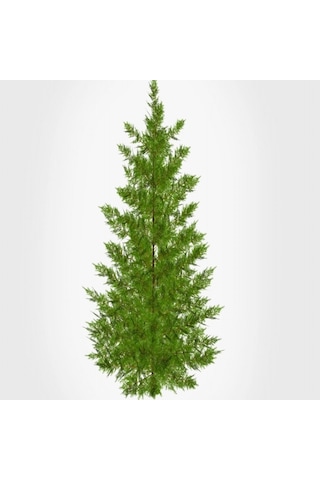 Tüplü Leylandi cupressocyparis Leylandii Fidanı 10-20cm