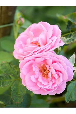 Videolu Pembe Kokulu 1 Adet Isparta Gül Fidanı Saksılı 50-75cm Isparta Pink Rose Sapling