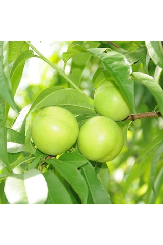 Tüplü Yarı Bodur Early White Nektarin Fidanı Tüplü Yarı Bodur Early White Nektarin Fidanı