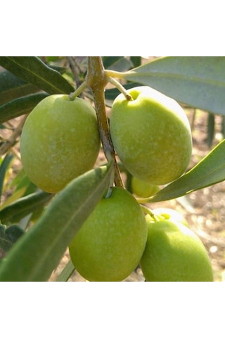 Sıkımlık Ve Yemelik Tüplü Muğla Domat Zeytini Fidanı
