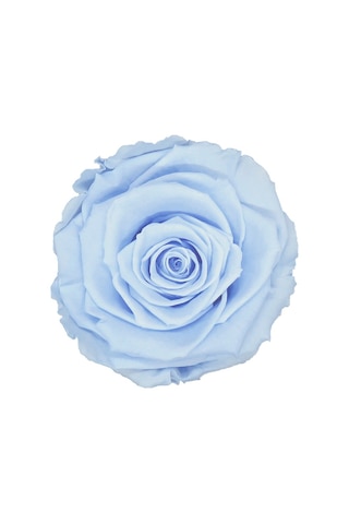 Rose Amor BLU-89 MAVİ şoklanmış solmaz gül XL