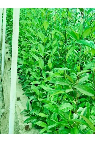 Hoya Carnosa Red  120-150 CM Kokulu Mum Çiçeği Bitkisi Kırmızı İnci