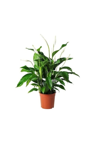 Barış Çiçeği Spathiphyllum Sokak Lambası Ev Bitkisi Ofis Barış Çiçeği 50-80 Cm