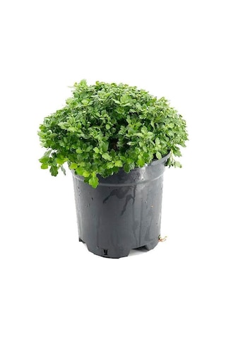 Pembe Renk Kasımpatı Krizantem Chrysanthemum Çiçeği 10-20 Cm