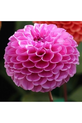 10 Adet P0npon Pembe Renk Dahlia Yıldız Çiçeği Tohumu + 10 Adet Hediye Karışık Renk Gül Tohumu