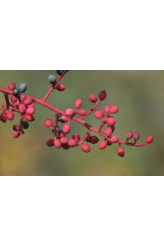 Çitlembik Menengiç Fidanı Pistacia Terebinthus 1-2 Yaş