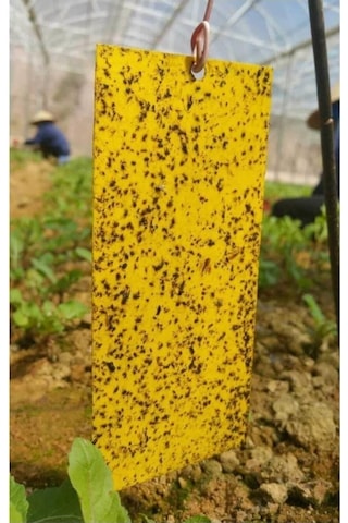 Grow Wizard Sarı Yapışkan Tuzak 10'lu Paket 10