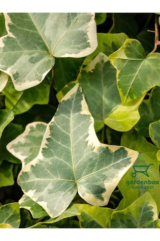 Hedera Helix Duvar Ağaç Sarmaşığı 1 Adet Saksılı 30-40cm Dış Mekan Bitkisi